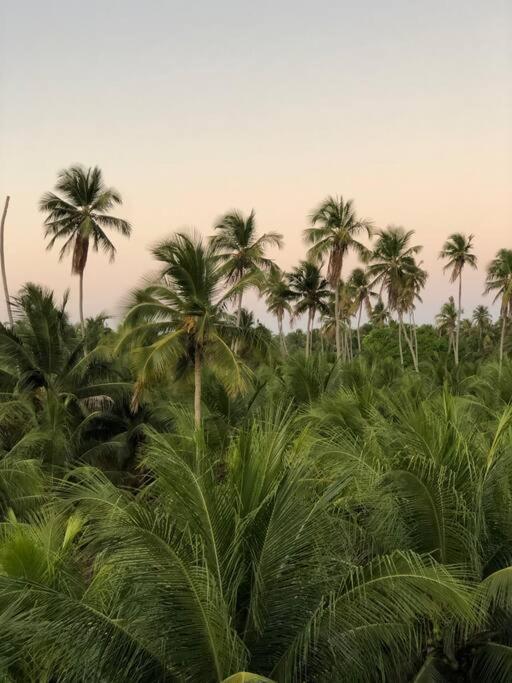 Recanto Dos Coqueirais São Miguel dos Milagres المظهر الخارجي الصورة